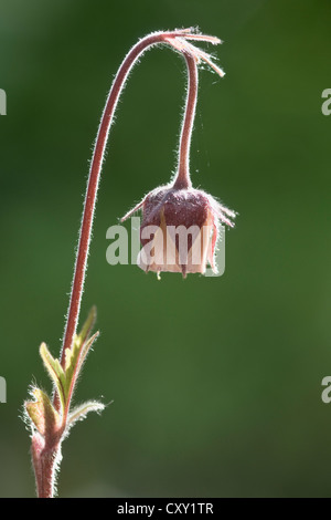 Water avens (Geum rival), Haren, Emsland, Lower Saxony Stock Photo