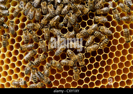 Honeybees (Apis mellifera var. carnica), on brood comb with freshly laid eggs in honeycomb cells Stock Photo