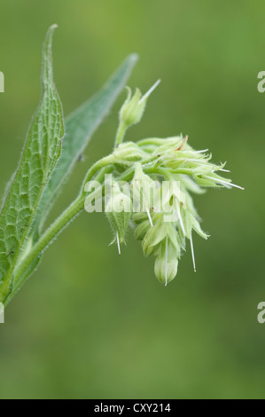 Comfrey (Symphytum officinale), Bargerveen, Drenthe, The Netherlands, Europe Stock Photo