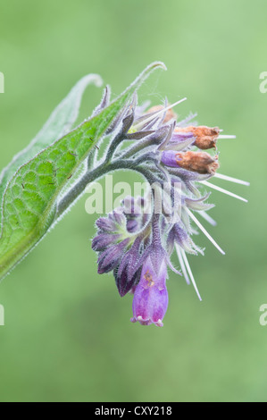 Comfrey (Symphytum officinale), Bargerveen, Drenthe, The Netherlands, Europe Stock Photo