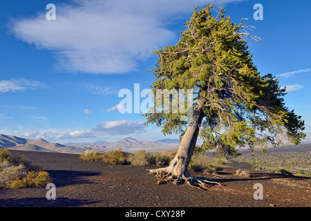 Pine tree (Pinus sp.) on the top of Inferno Cone, shaped by wind and weather, Craters of the Moon National Monument, Highway 20 Stock Photo