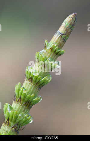 Field horsetail (Equisetum arvense), Haren, Emsland, Lower Saxony