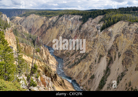 Grand Canyon of the Yellowstone River, view from the Brink of Lower Falls, downriver, North Rim, Yellowstone National Park Stock Photo