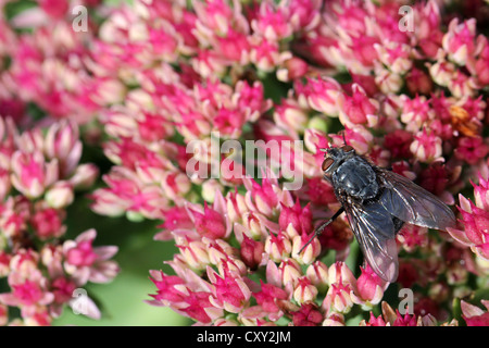 Red-eyed fly on pink Sedum flowers, focus on the fly. Stock Photo