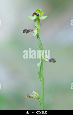 Sombre Bee Orchid or the Dark Bee Orchid (Ophrys fusca), Port d'Andratx, Majorca, Spain, Europe Stock Photo