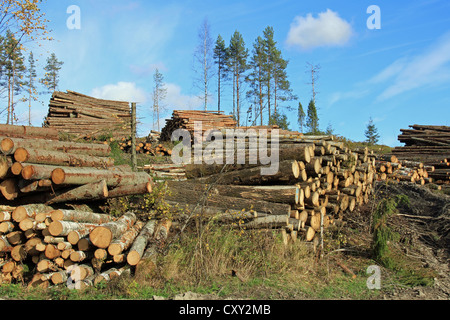 Piles of logs at forest clearcut in autumn in Finland Stock Photo