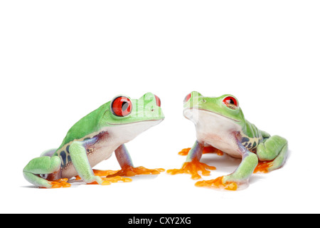 Two Red-eyed Tree Frogs (Agalychnis callidryas) Stock Photo