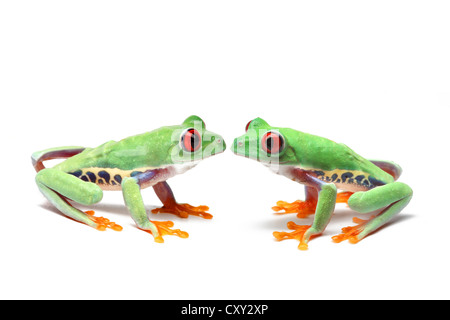 Two Red-eyed Tree Frogs (Agalychnis callidryas) sitting opposite one another Stock Photo