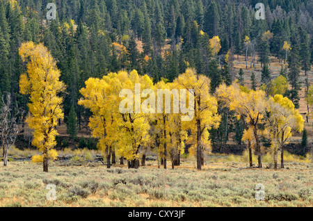 Autumn colored aspen trees and poplar trees (Populus sp.), Lamar Valley, Yellowstone National Park, Wyoming, USA Stock Photo