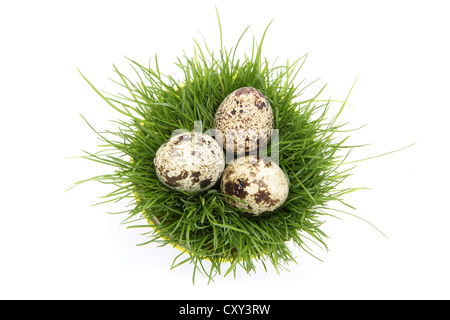 Flower pot with grass and quail eggs Stock Photo