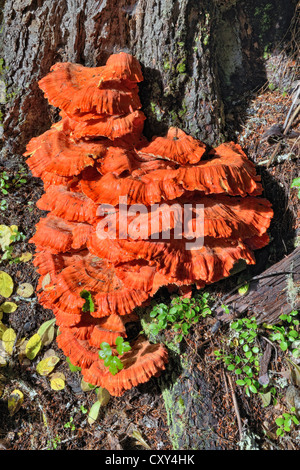 Sulphur Shelf (Laetiporus sulphureus), Coeur d'Alene National Forest, Idaho, USA Stock Photo