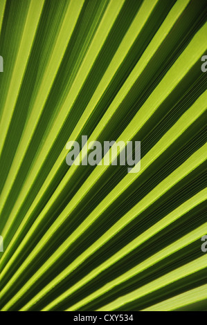 Chinese Fan or Fountain Palm (Livistona chinensis), palm frond, detail view Stock Photo