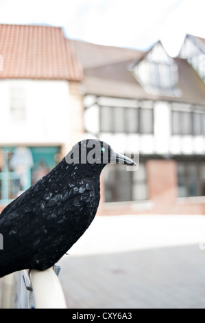 A Halloween toy crow on a sign Stock Photo