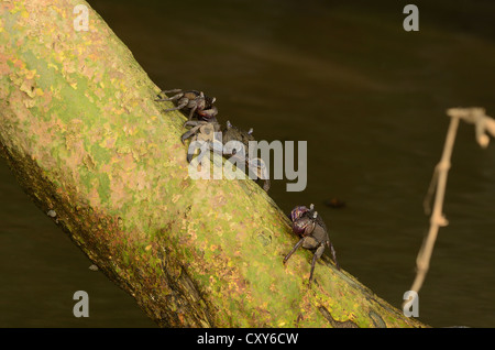 beautiful Meder's Mangrove crabs (Sesarma mederi) climbing on tree to escape from water Stock Photo