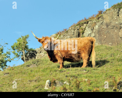 A highland cow poses on a hillside.  Isle of Mull, Argyll and Bute, Scotland,  UK. Stock Photo