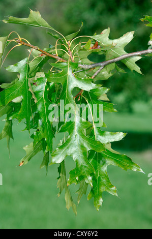 Pin Oak Quercus palustris (Fagaceae) Stock Photo