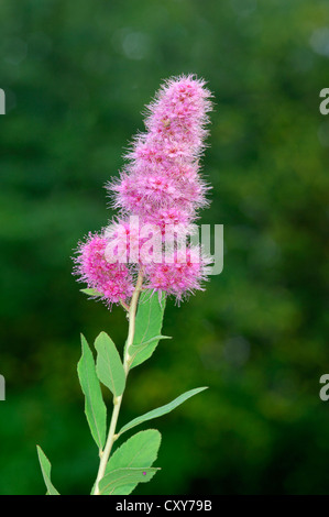 Bridewort Spiraea salicifolia (Rosaceae) Stock Photo