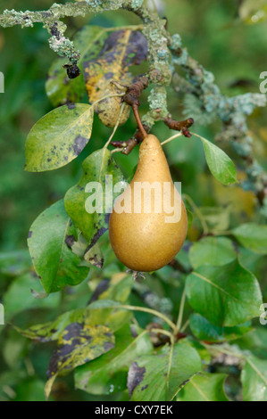 Common Pear (Cultivated Pear) Pyrus communis (Rosaceae) Stock Photo
