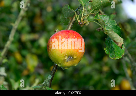 Cultivated Apple Malus domestica (Rosaceae) Stock Photo