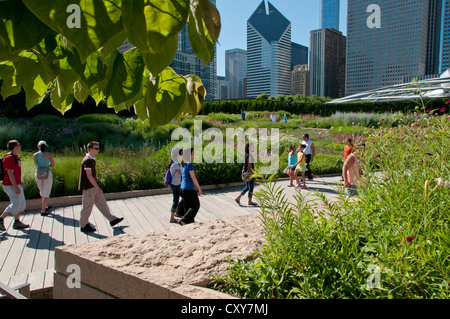 The Lurie Garden, 2.5 acres of native plants, part of Millennium Park in Chicago, Illinois, USA. Part of the world's largest green roof when built. Stock Photo