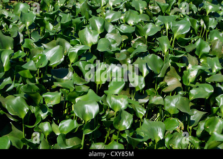 Aquatic Algae Weeds in Veli Lake Lagoon at Trivandrum Kerala India.Eichhornia crassipes Algaes closeup Veli Akkulam lakes Stock Photo