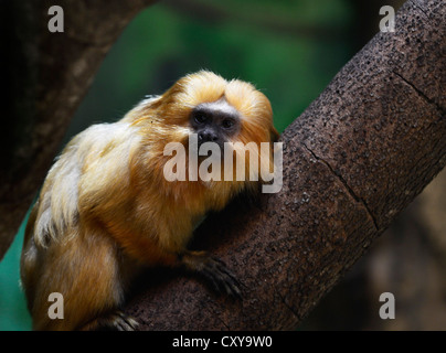 Golden lion tamarin monkey in the Biblical zoo in Jerusalem. Stock Photo