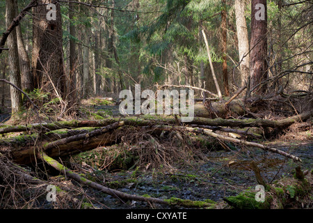 Party declined stump with parts of broken pine tree inside dense coniferous stand in morning Stock Photo
