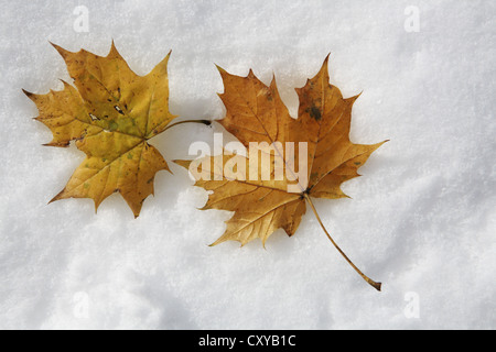 Autumn leaves, maple leaves (Acer), snow Stock Photo