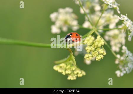 Seven-spot ladybird or ladybug (Coccinella septempunctata) on Cow Parsley (Anthriscus sylvestris) Stock Photo