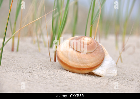 Snail shell on the sand, North Sea beach, St. Peter-Ording, Schleswig-Holstein Stock Photo