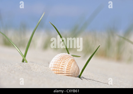 Shell in the dune grass, beach on the North Sea, St. Peter-Ording, Schleswig-Holstein Stock Photo