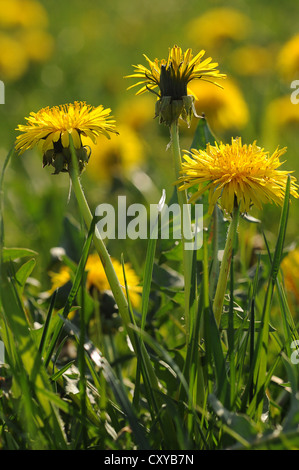 Dandelion (Taraxacum sp.) Stock Photo