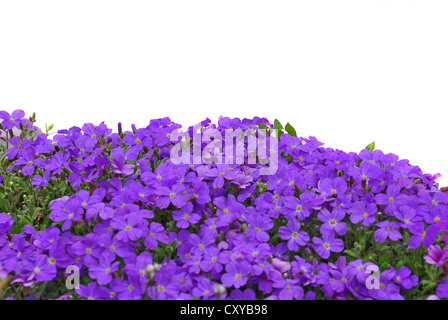 Aubrieta or Aubretia (Aubrieta sp.) Stock Photo