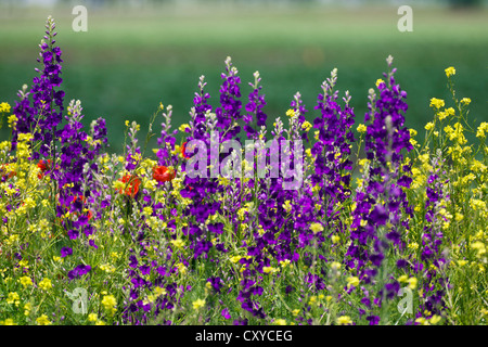 Flowering meadow with wild Rocket Larkspur (Consolida ambigua), Bulgaria, Europe Stock Photo