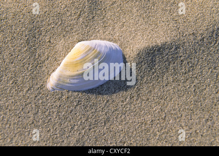 Shell in the sand on a beach, Soft-shell Clam (Mya arenaria), North Sea Stock Photo
