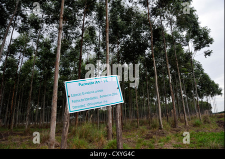 Flooded gum trees, rose gum trees (Eucalyptus grandis), gum tree plantation, Alto Parana, Paraguay, South America Stock Photo