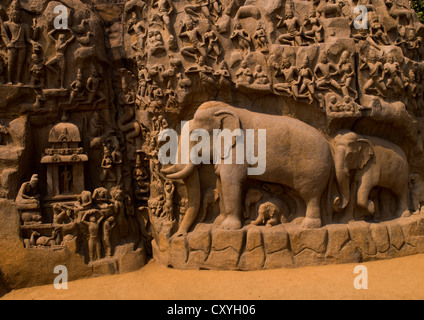 Carvings Of Elephants On Carved Wall Called Arjuna's Penance, Mahabalipuram, India Stock Photo