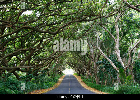Tree tunnel along Highway 137, Red Road Highway, Hilo, Big Island of Hawaii, USA Stock Photo