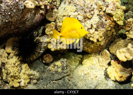 Yellow Sailfin Tang (Zebrasoma flavescens), tropical coastal waters Stock Photo
