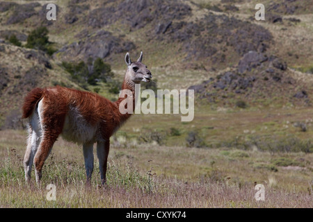 A wild guanaco (Lama guanicoe) standing on a meadow, Cochrane, Region de Aysen, Patagonia, Chile, South America, America Stock Photo