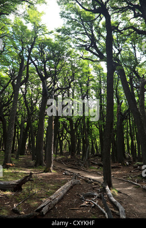 Trail through a leafy deciduous forest at the foot of Mount Fitz Roy, Los Glaciares National Park, Chalten, Santa Cruz Stock Photo