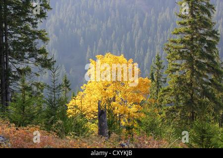 beautiful maple tee in golden colors of autumn Stock Photo