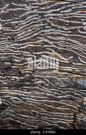 Larval tunnels, bark beetles, wood, Stuttgart, Baden-Wuerttemberg Stock Photo