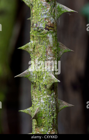 Thorns of a rose (Rosa), old rosebush, Stuttgart, Baden-Wuerttemberg Stock Photo