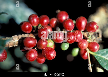 Ripe coffee beans or cherries on a coffee plant (Coffea), Kerala, South India, India, Asia Stock Photo