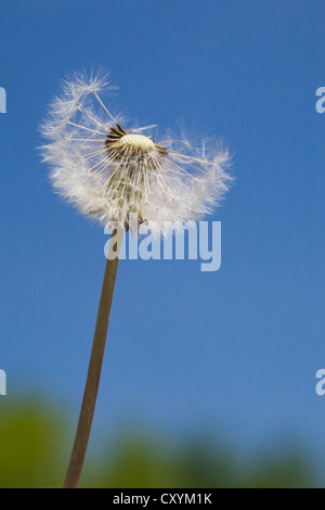 Dandelion flower seed head (Taraxacum sp.), Quebec, Canada Stock Photo