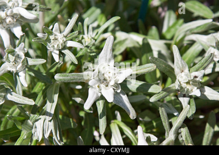 Edelweiss (Leontopodium nivale) Stock Photo