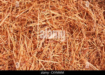 Cat's claw tea (Uncaria tomentosa), component of drugs for cancer treatment, South American prevalence Stock Photo