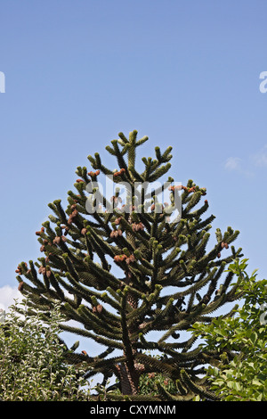 Chilean Monkey Puzzle Tree or Monkey Tail Tree (Araucaria araucana), South America Stock Photo
