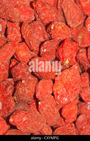 Wolfberries or Goji Berries (Lycium barbarum), part of Chinese cuisine and traditional Chinese medicine Stock Photo